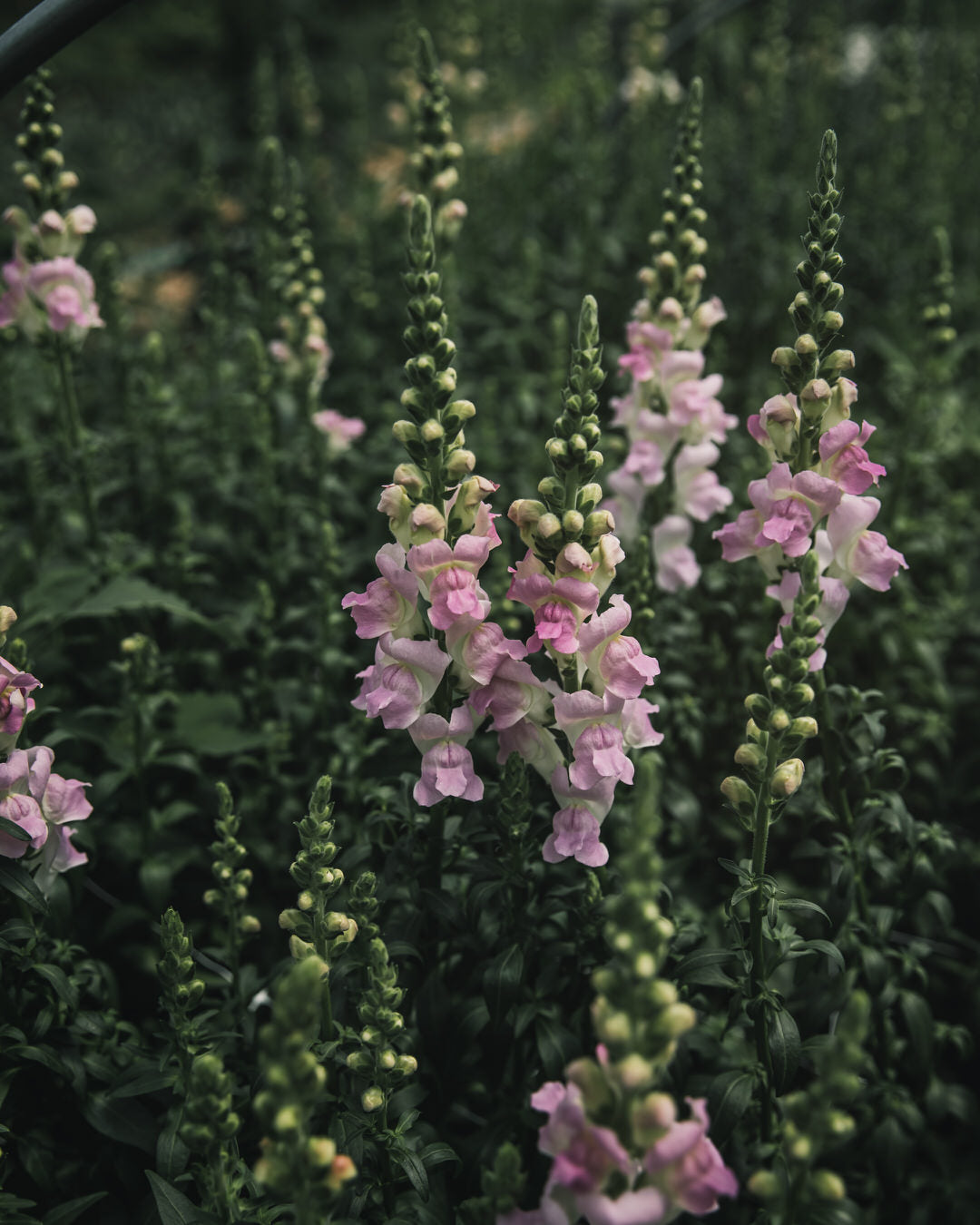 Snapdragon 'Legend™ Light Pink'
