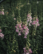 Snapdragon 'Legend™ Light Pink'