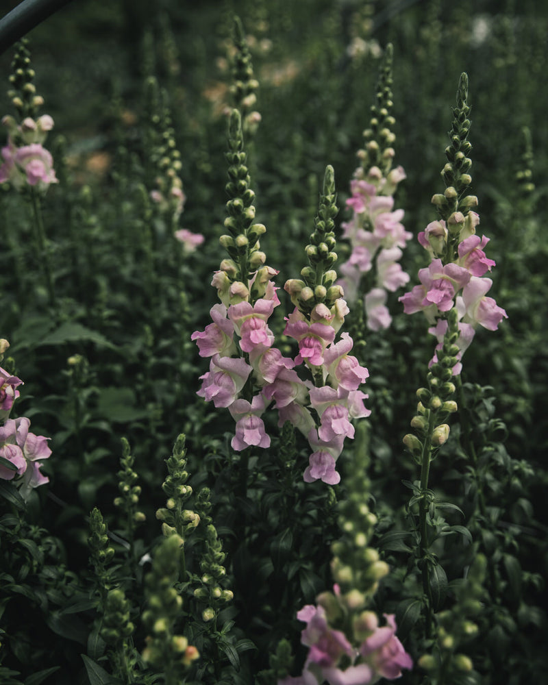 Snapdragon 'Legend™ Light Pink'