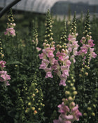 Snapdragon 'Legend™ Light Pink'