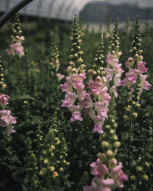 Snapdragon 'Legend™ Light Pink'