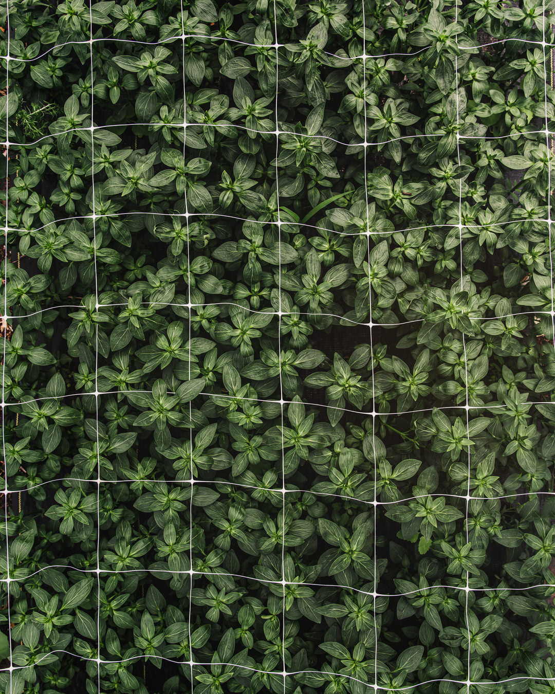 Snapdragon 'Legend™ Light Pink'