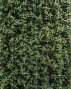 Snapdragon 'Legend™ Light Pink'