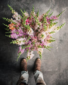 Snapdragon 'Legend™ Light Pink'