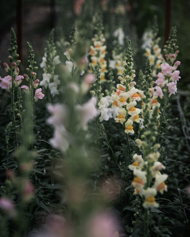 Avignon Costa Apricot Snapdragon Seeds