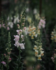 Snapdragon 'Avignon (Costa) Silver II'