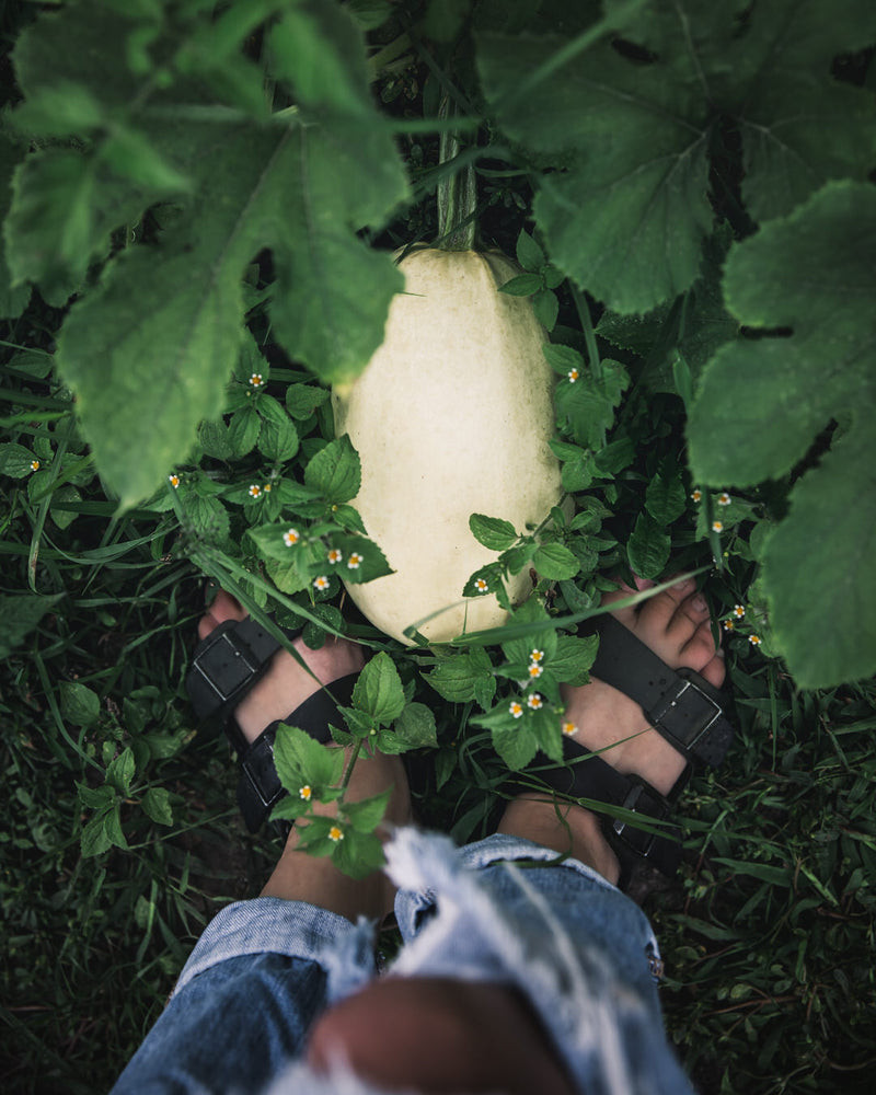 Squash, Winter 'Spaghetti Squash'