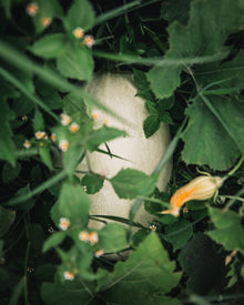 Squash, Winter 'Spaghetti Squash'