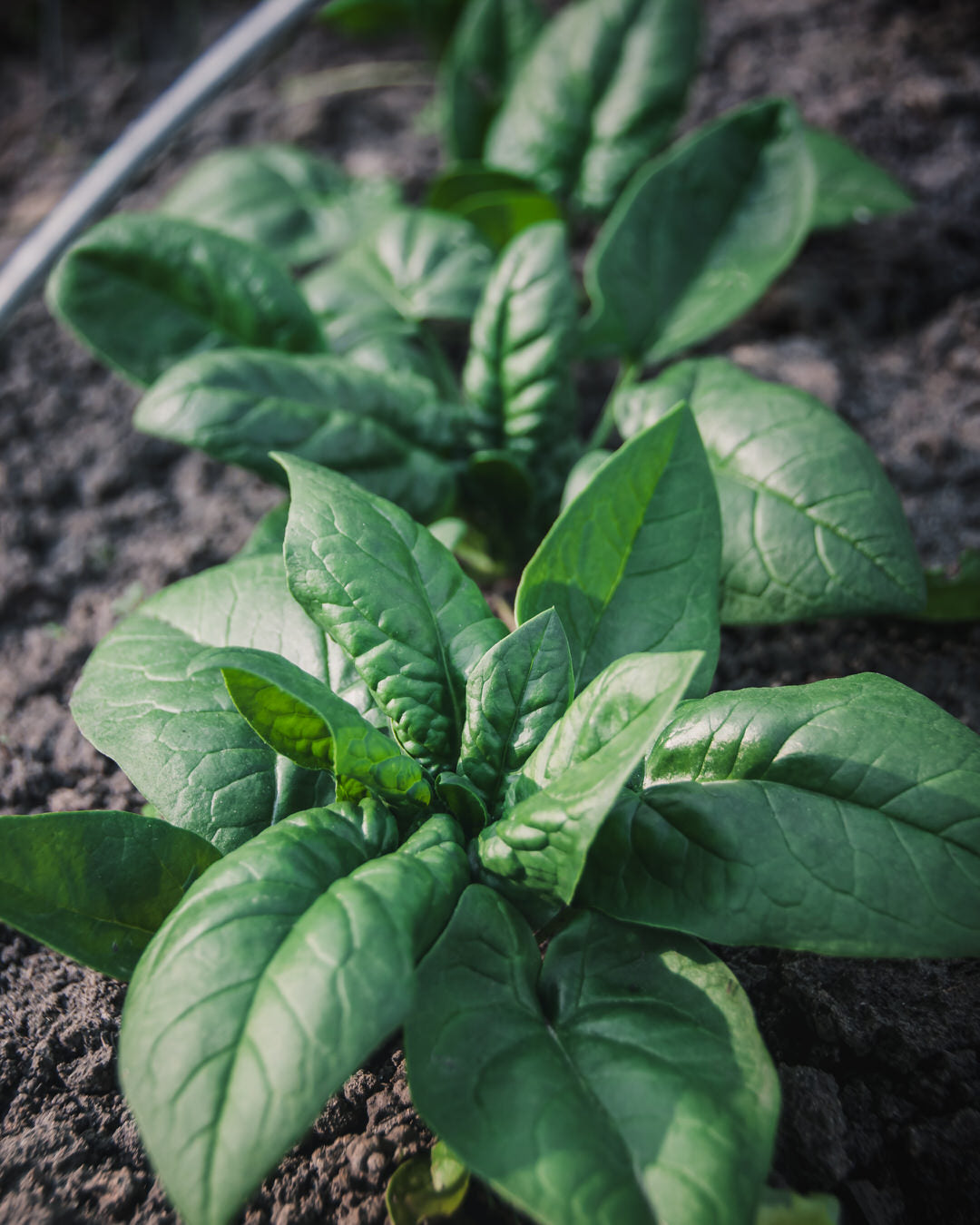 Spinach 'Kolibri'
