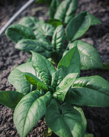 Spinach 'Kolibri'
