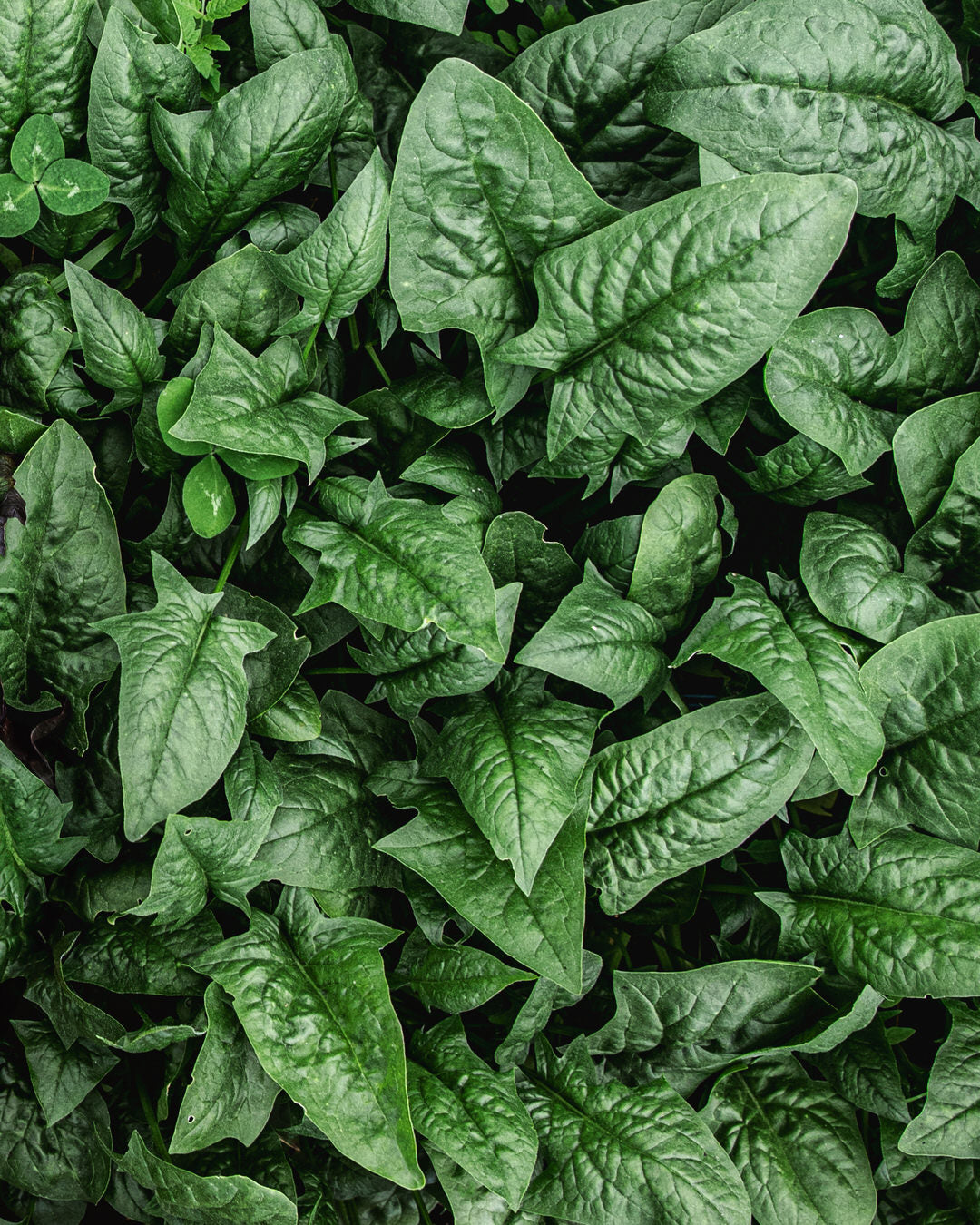 Spinach 'Kolibri'