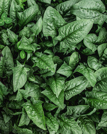 Spinach 'Kolibri'