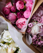 Peony 'Etched Salmon' (3-5 eye)