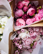 Peony 'Etched Salmon' (3-5 eye)