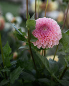 Dahlia Clearview Peachy