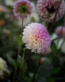 Dahlia Clearview Peachy