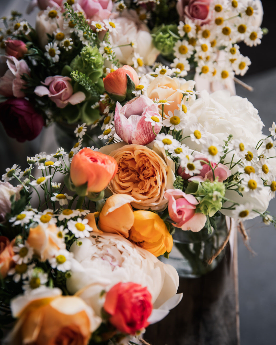 Feverfew 'Vegmo Single'