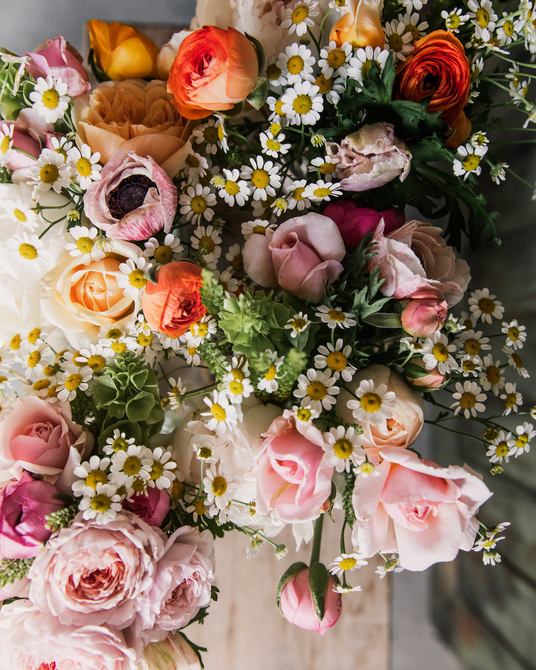 Feverfew 'Vegmo Single'