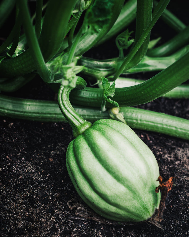 Squash, Winter 'Tuffy'