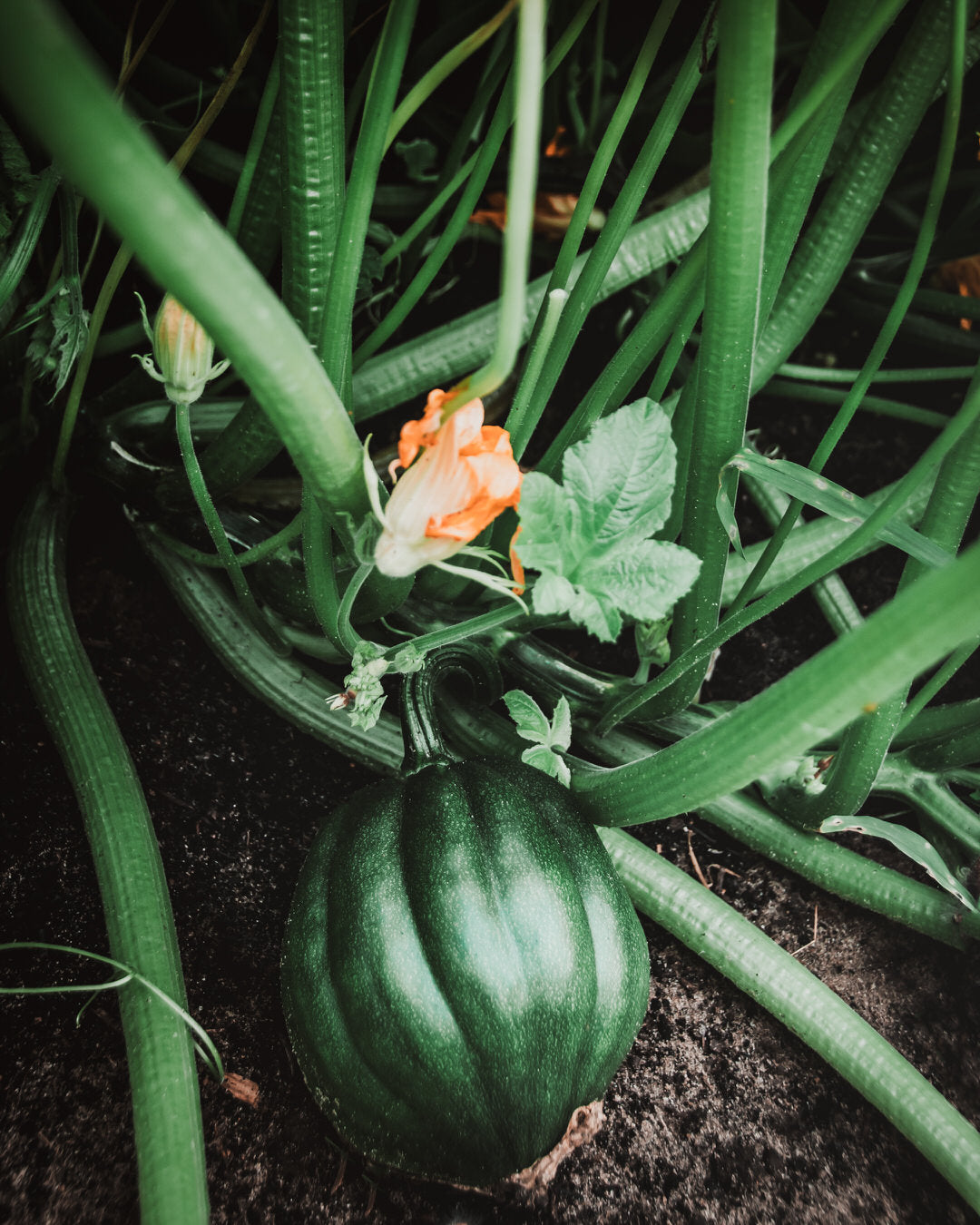 Squash, Winter 'Tuffy'