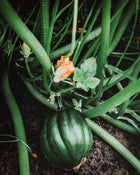 Squash, Winter 'Tuffy'