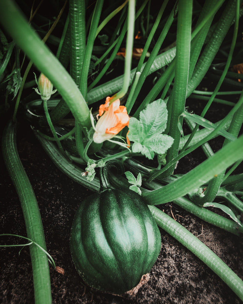 Squash, Winter 'Tuffy'