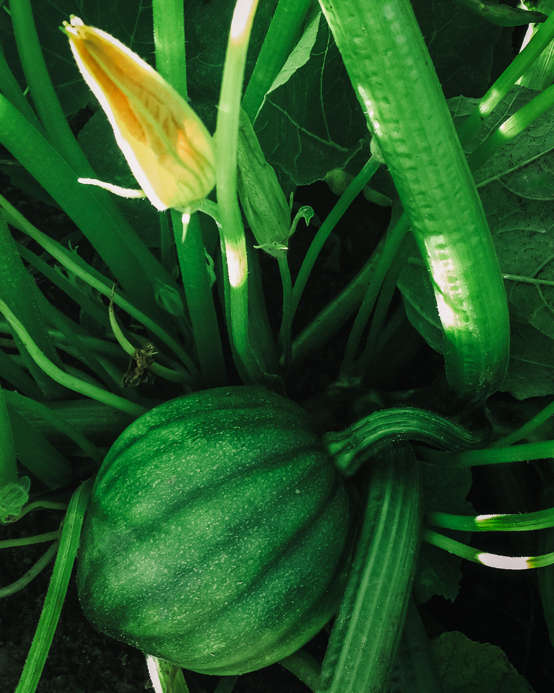 Squash, Winter 'Tuffy'