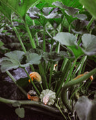 Squash, Summer 'Benning’s Green Tint Scallop'