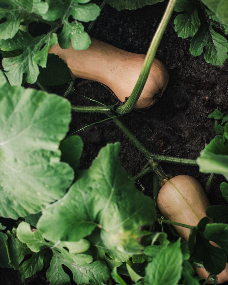 Squash, Winter 'Waltham Butternut'