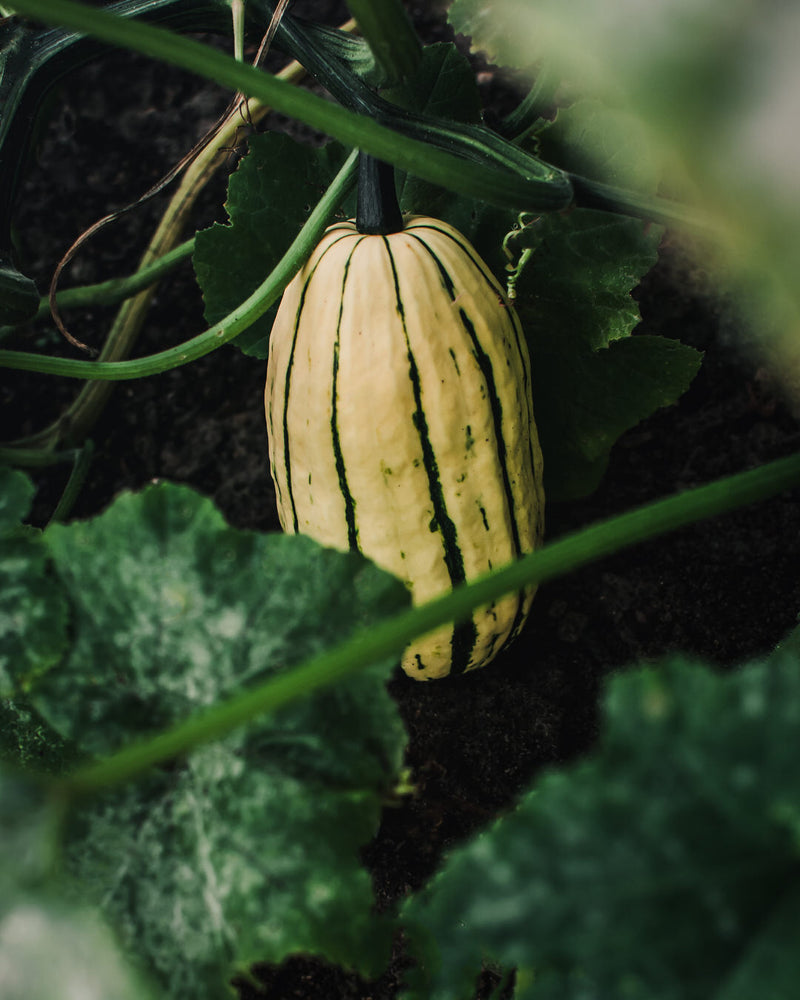 Squash, Winter 'Delicata JS'