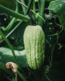 Squash, Winter 'Delicata JS'