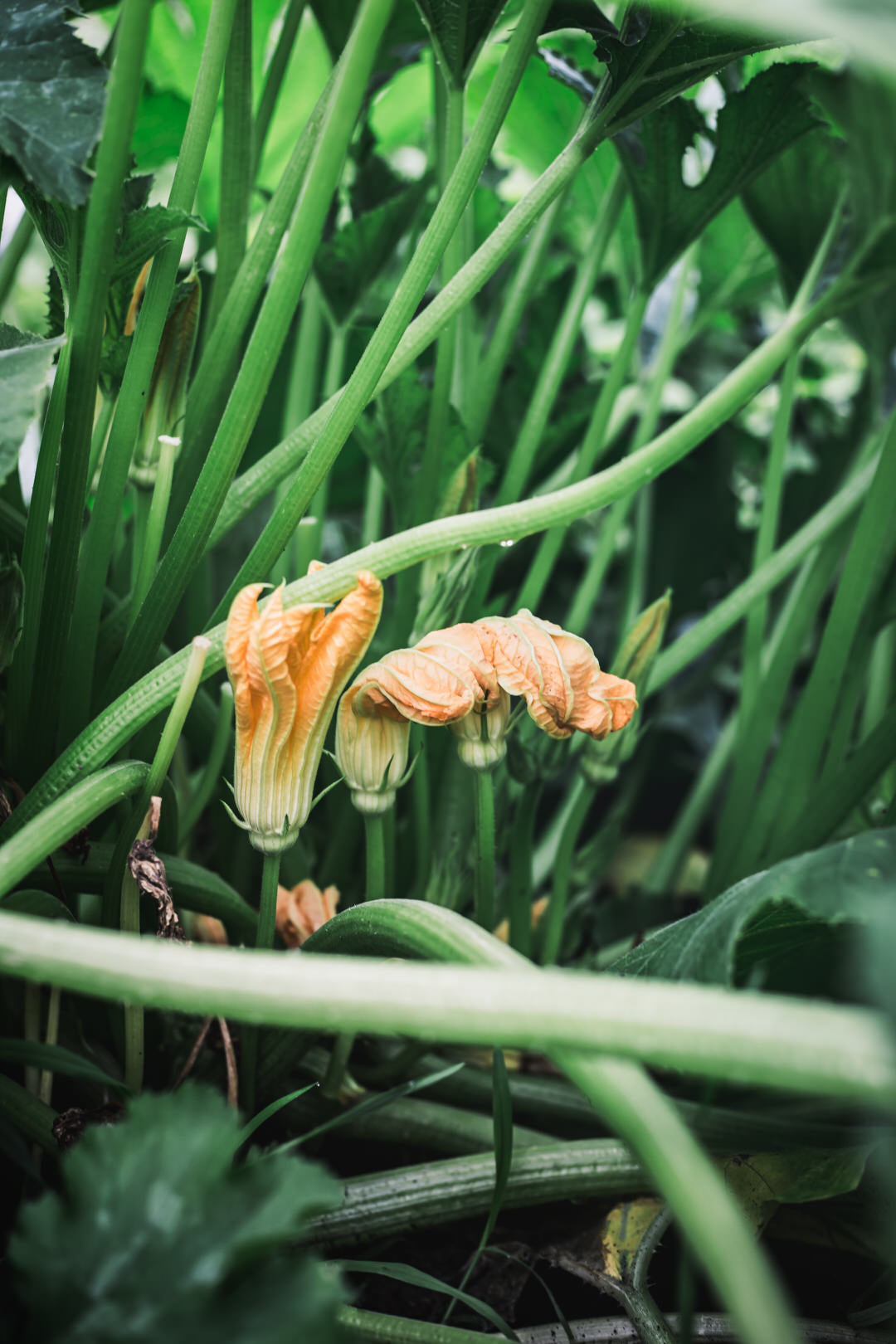 Squash, Summer 'Patisson Golden Marbre Scallop'