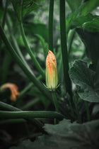 Squash, Summer 'Fordhook'
