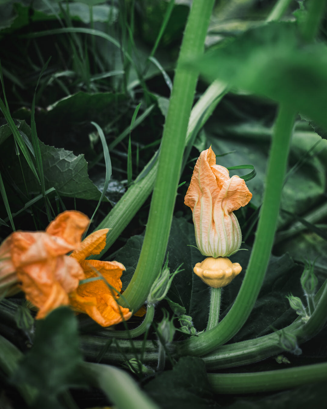Squash, Summer 'Patisson Golden Marbre Scallop'