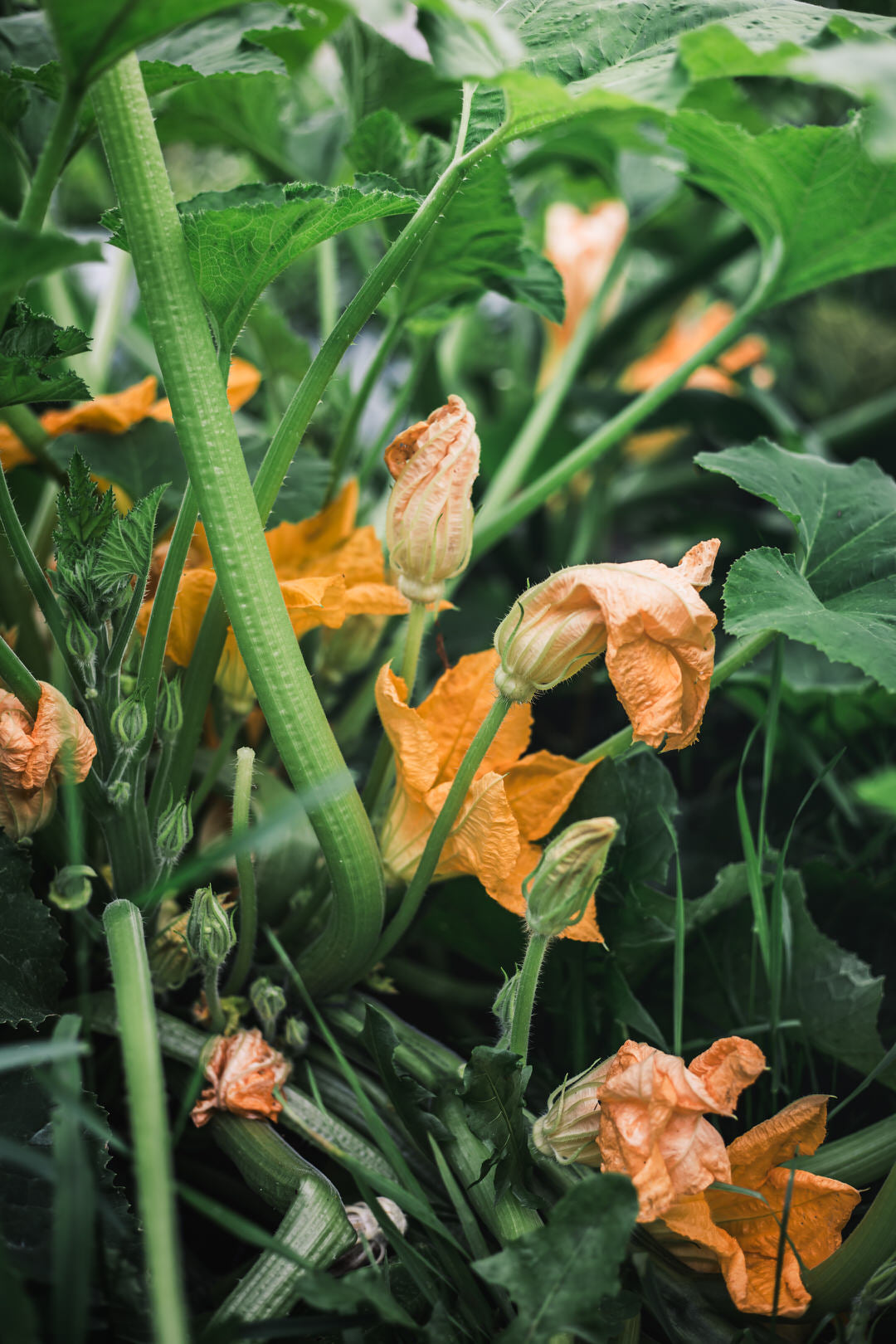 Squash, Summer 'Patisson Golden Marbre Scallop'
