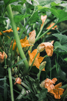 Squash, Summer 'Patisson Golden Marbre Scallop'