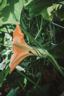 Squash, Summer 'Tromboncino Zucchini Rampicante'