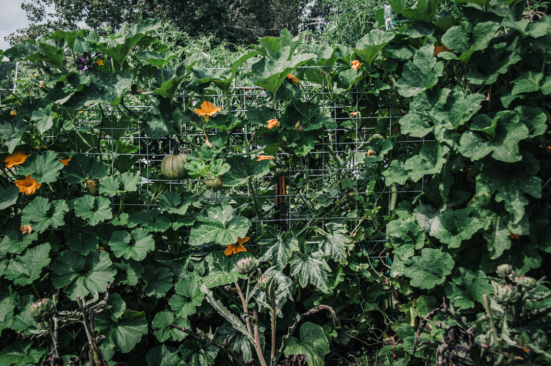Squash, Winter 'Delicata JS'