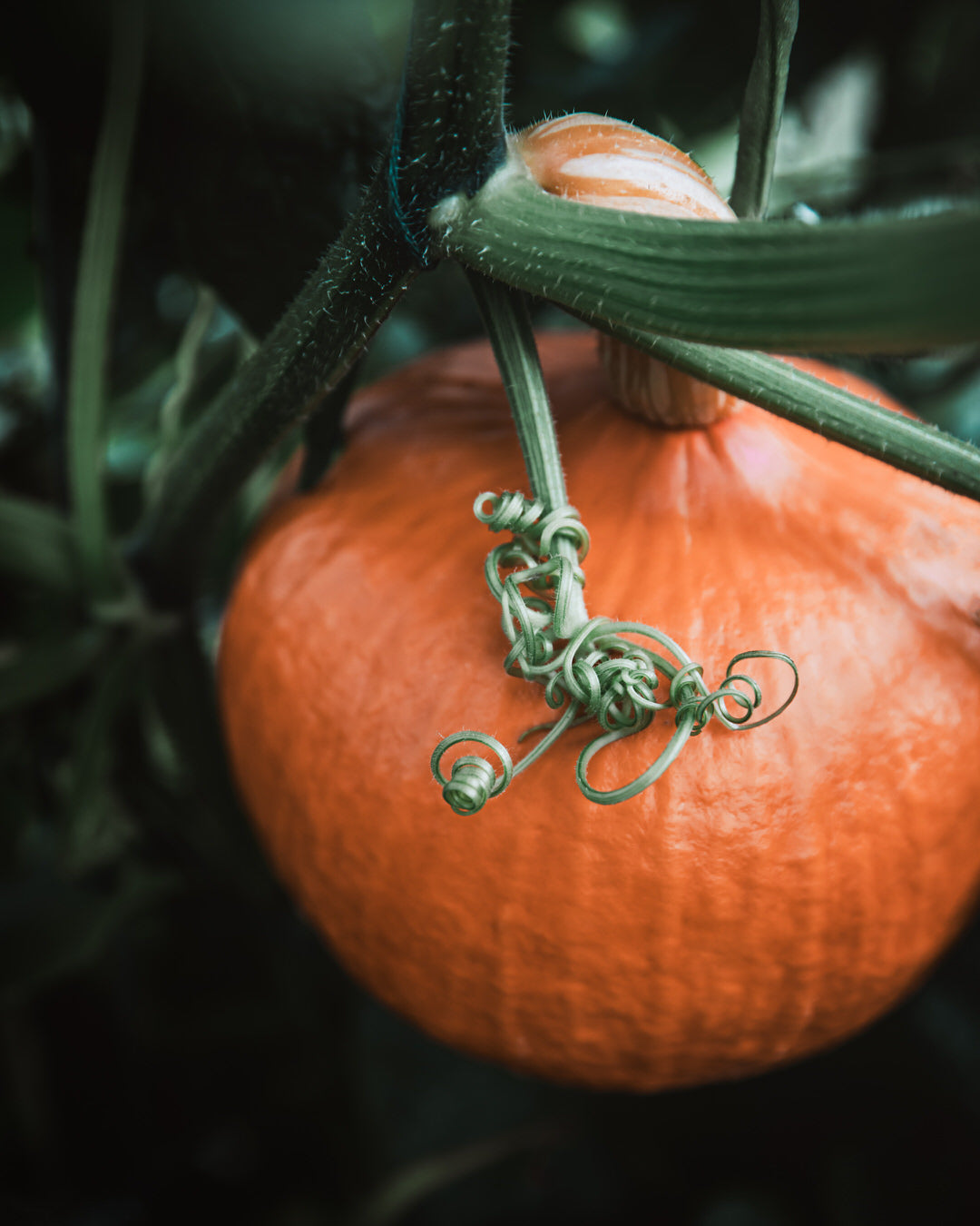 Squash, Winter 'Red Kuri'