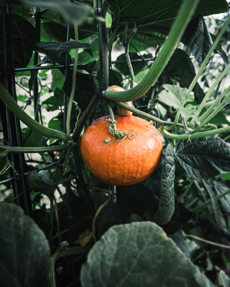 Squash, Winter 'Red Kuri'