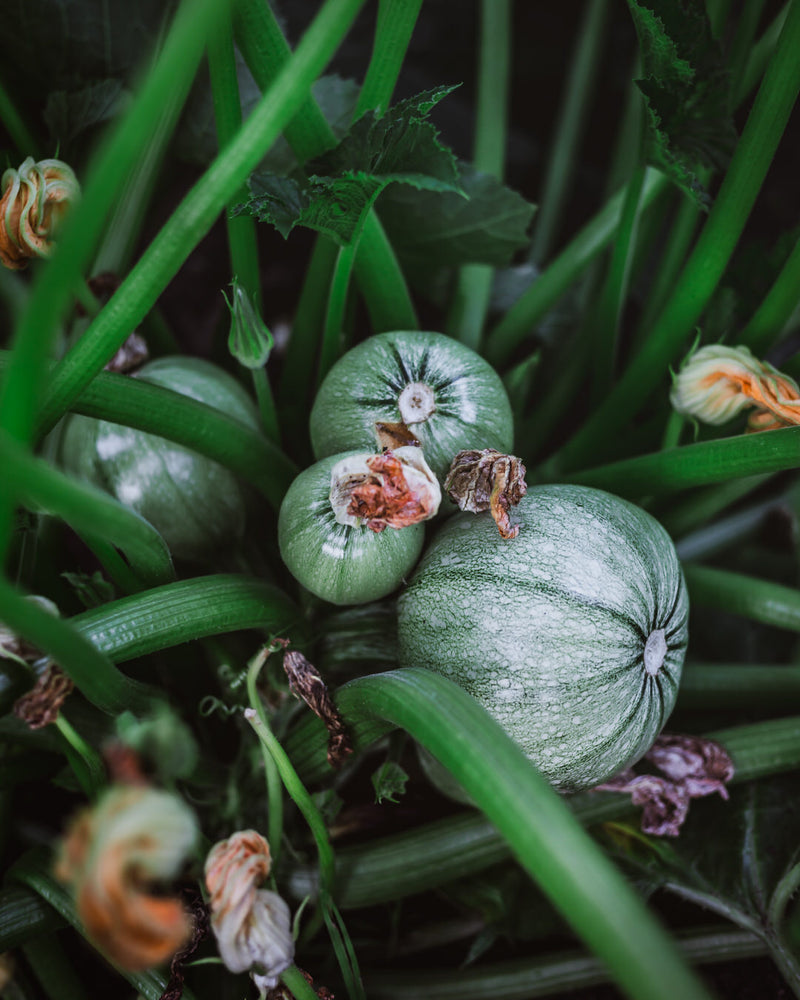 Squash, Summer 'Ronde de Nice'