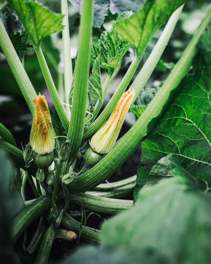 Squash, Summer 'Ronde de Nice'