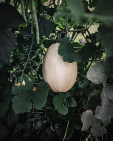 Squash, Winter 'Spaghetti Squash'