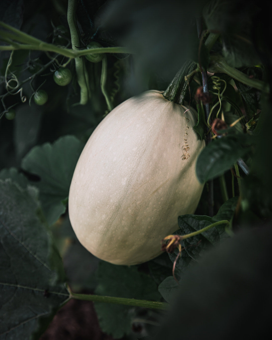 Squash, Winter 'Spaghetti Squash'