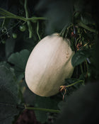 Squash, Winter 'Spaghetti Squash'