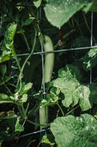 Squash, Summer 'Tromboncino Zucchini Rampicante'