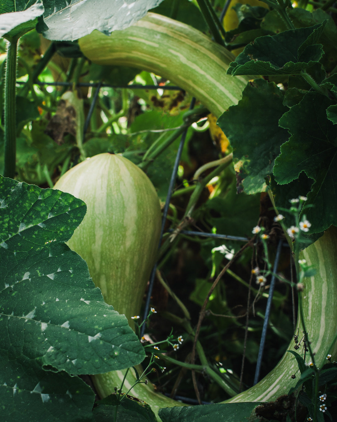 Squash, Summer 'Tromboncino Zucchini Rampicante'