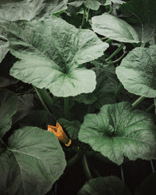 Squash, Summer 'Patisson Golden Marbre Scallop'