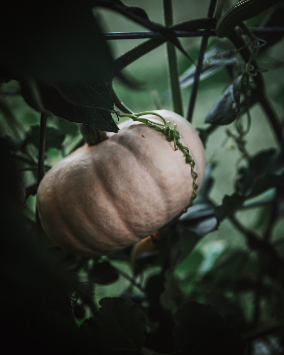 Pumpkin 'Long Island Cheese'