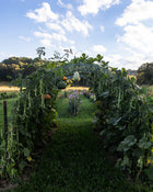 Squash, Winter 'Black Futsu'